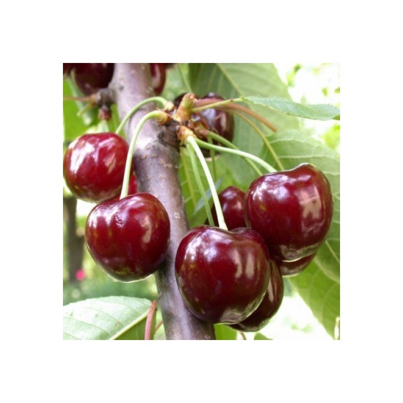 Flavor West Natural  Cherry aroma, eliquid aroma